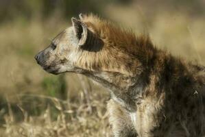 iena mangiare, kruger nazionale parco, Sud Africa. foto