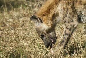 iena mangiare, kruger nazionale parco, Sud Africa. foto