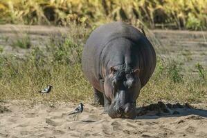 ippopotamo amphibius nel pozza d'acqua, kruger nazionale parco, sud Africa foto