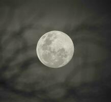 Luna nel il notte cielo , sfondo foto