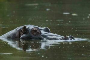 ippopotamo amphibius nel pozza d'acqua, kruger nazionale parco, sud Africa foto
