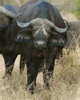 capo bufalo madre e vitello, kruger nazionale parco, Sud Africa. foto