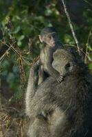 babbuino, madre e bambino, kruger nazionale parco, Sud Africa foto