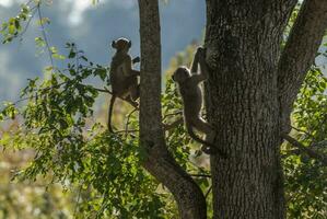 papion scimmia , kruger nazionale parco , Sud Africa. foto