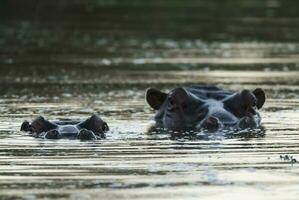 ippopotamo amphibius nel pozza d'acqua, kruger nazionale parco, sud Africa foto