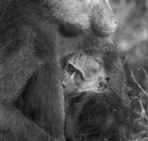 babbuino, madre e bambino, kruger nazionale parco, Sud Africa foto