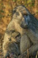 babbuino, madre e bambino, kruger nazionale parco, Sud Africa foto