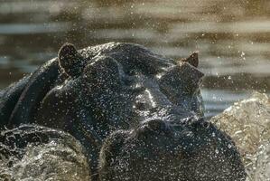 ippopotamo amphibius nel pozza d'acqua, kruger nazionale parco, sud Africa foto