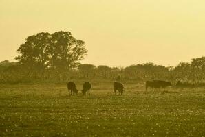 manzi pascolo su il pampa pianura, argentina foto