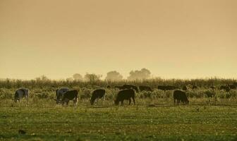 manzi pascolo su il pampa pianura, argentina foto