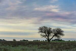 pampa tramonto paesaggio, la pampa, argentina foto