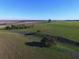 mucche nel la pampa Provincia paesaggio, la pampa, argentina foto