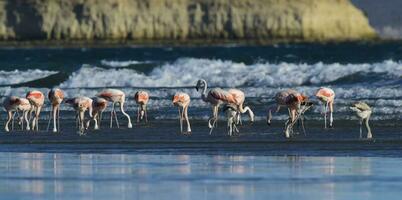 fenicotteri nel il di marea linea, penisola Valdes, patagonia, argentina foto