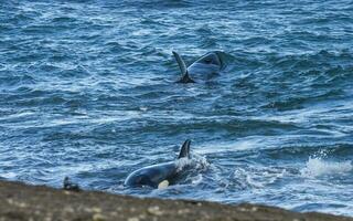 uccisore balena a caccia su il paragone costa, patagonia, argentina foto