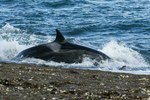 uccisore balena a caccia su il paragone costa, patagonia, argentina foto