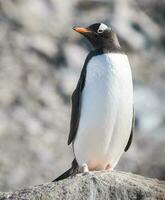 gentoo pinguino, neko porto, Antartide foto