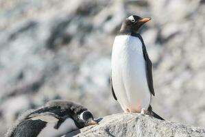 gentoo pinguino, neko porto, Antartide foto