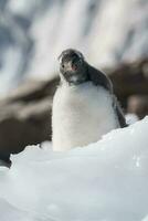 gentoo pinguino, antartica foto