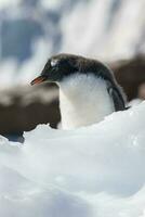 gentoo pinguino, neko porto, Antartide foto