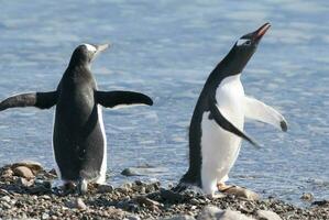 gentoo pinguino, antartica foto