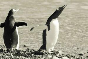 gentoo pinguino, neko porto, Antartide foto