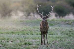 maschio rosso cervo nel la pampa, argentina, parque luro natura Riserva foto