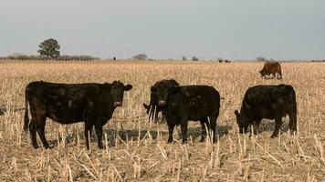bestiame, argentino carne produzione , nel buenos arie campagna, argentina foto