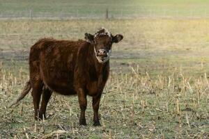 bestiame, argentino carne produzione , nel buenos arie campagna, argentina foto