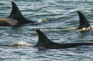uccisore balena a caccia su il paragone costa, patagonia, argentina foto