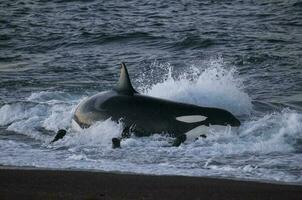 uccisore balena a caccia mare leoni su il paragone costa, patagonia, argentina foto
