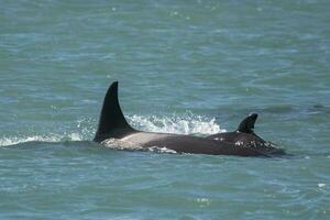 uccisore balena a caccia mare leoni,penisola Valdes, patagonia argentina foto
