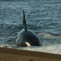 uccisore balena a caccia mare leoni, patagonia, argentina. foto