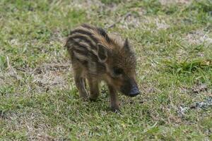 bambino selvaggio cinghiale ,sus scrofa, la pampa , argentina. foto