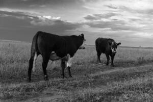 bestiame pascolo nel pampa campagna, la pampa Provincia, argentina. foto