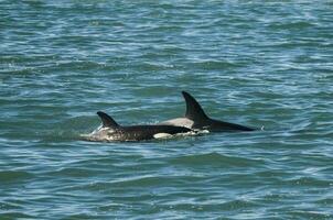 orca respirazione su il superficie, patagonia argentina. foto
