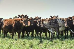 bestiame pascolo nel pampa campagna, la pampa Provincia, argentina. foto