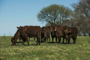 mucche alimentato con naturale erba nel pampa campagna, patagonia, argentina. foto