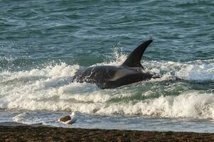 uccisore balena a caccia mare leoni,penisola Valdes, patagonia argentina foto