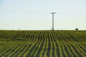 pampa campagna, semina diretto righe, argentina foto