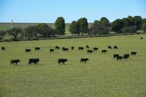 bestiame pascolo nel pampa campagna, la pampa, argentina. foto