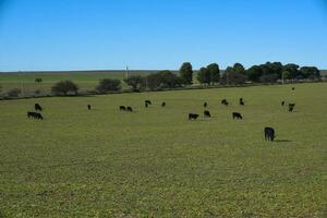 bestiame pascolo nel pampa campagna, la pampa, argentina. foto