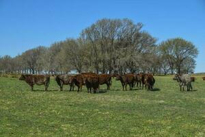 mucche alimentato con naturale erba nel pampa campagna, patagonia, argentina. foto