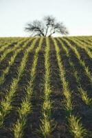 pampa campagna, semina diretto righe, argentina foto