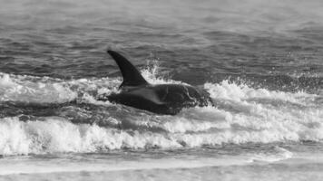 uccisore balena a caccia mare leoni,penisola Valdes, patagonia argentina foto