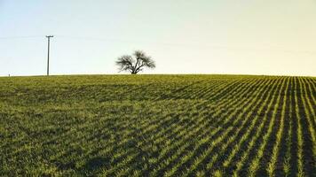 pampa campagna, semina diretto righe, argentina foto