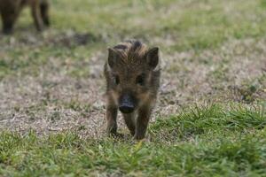 bambino selvaggio cinghiale ,sus scrofa, la pampa , argentina. foto