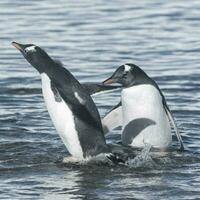 gentoo pinguino, su un antartico spiaggia, neko porto, Antartide foto