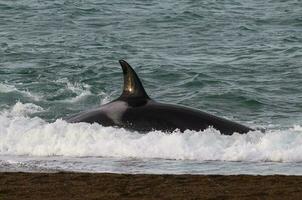 uccisore balena a caccia mare leoni,penisola Valdes, patagonia argentina foto