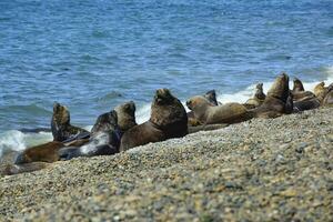 maschio mare Leone , nel il costiero colonia, patagonia, argentina. foto