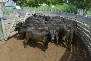 mucche nel il mucca penna , argentino carne produzione foto